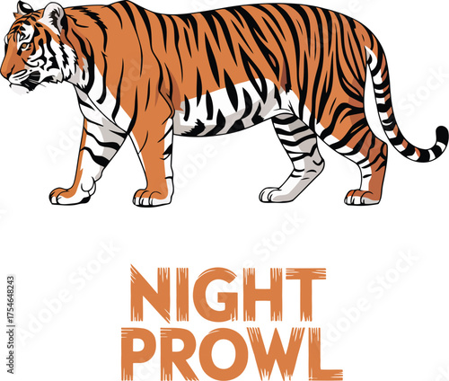 Orange tiger walking with black stripes white