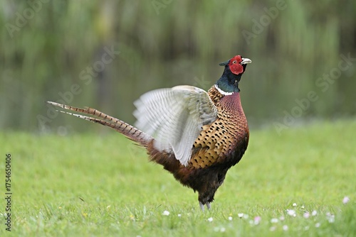 Wallpaper Mural Pheasant (Phasianus colchicus), calling male, courtship, flapping wings, fluttering, Texel, North Holland, Netherlands Torontodigital.ca