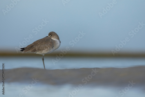Willet Bird Sand Piper at Rest on soft background Sand Ocean, Inlet waters, Wrightsville Beach, Masons Inlet, North Carolina