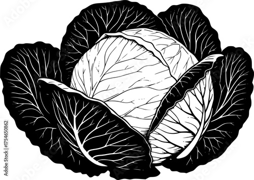 black and white silhouette of vector cabbage on a white background
