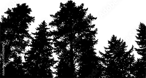 vector silhouette of dark forest tree tops
