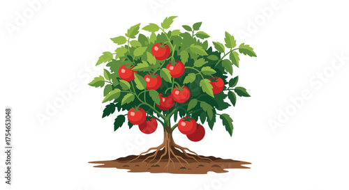A healthy tomato plant bursting with ripe red fruit growing in rich soil with visible roots.