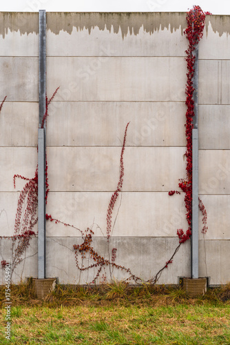 ivy with red leaves growing on a concrete wall in autumn