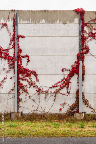 ivy with red leaves growing on a concrete barrier in autumn near street