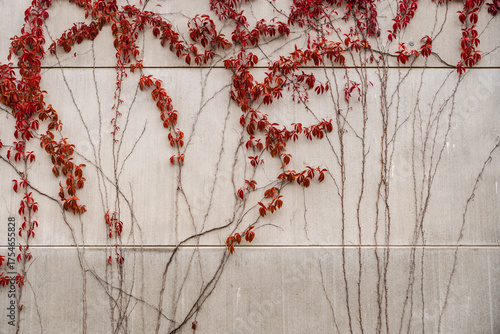 ivy with red leaves growing on a concrete wall in autumn