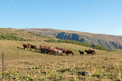 Wild Horses Grazing in the Kazakh Steppes, Open Central Asian Landscape