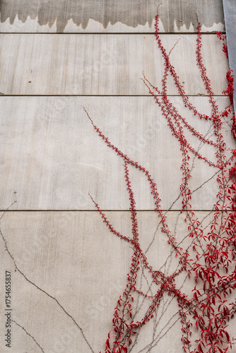 ivy with red leaves growing on a concrete wall in autumn