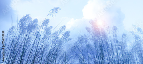 Canvas Print Kohuwa Phul (Kans Grass) Swaying in the Breeze Under a Cloudy Sky