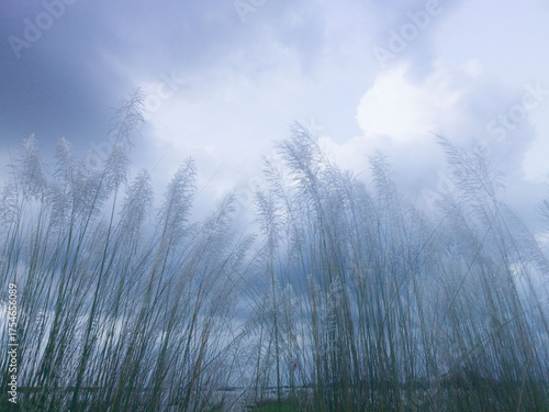Photography Kohuwa Phul (Kans Grass) Swaying in the Breeze Under a Cloudy Sky