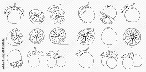 Continuous line art drawing of various citrus fruits, including whole, half, and sliced oranges, lemons, and grapefruits.