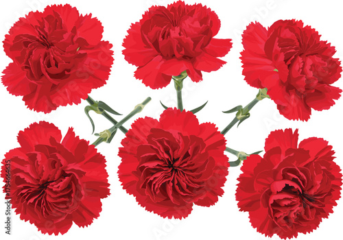 Red carnation flower illustration, floral artwork, botanical drawing, blooming petals, realistic