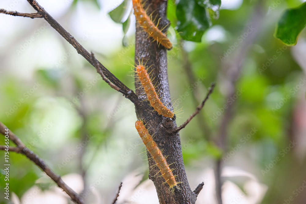 Fototapeta premium Hairy caterpillars are eating leaf and walking on the tree.