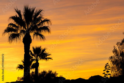 Palm Tree At Night