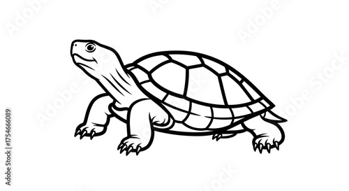 Detailed black and white line art illustration of a tortoise showcasing its shell and features perfect for coloring books or educational materials.