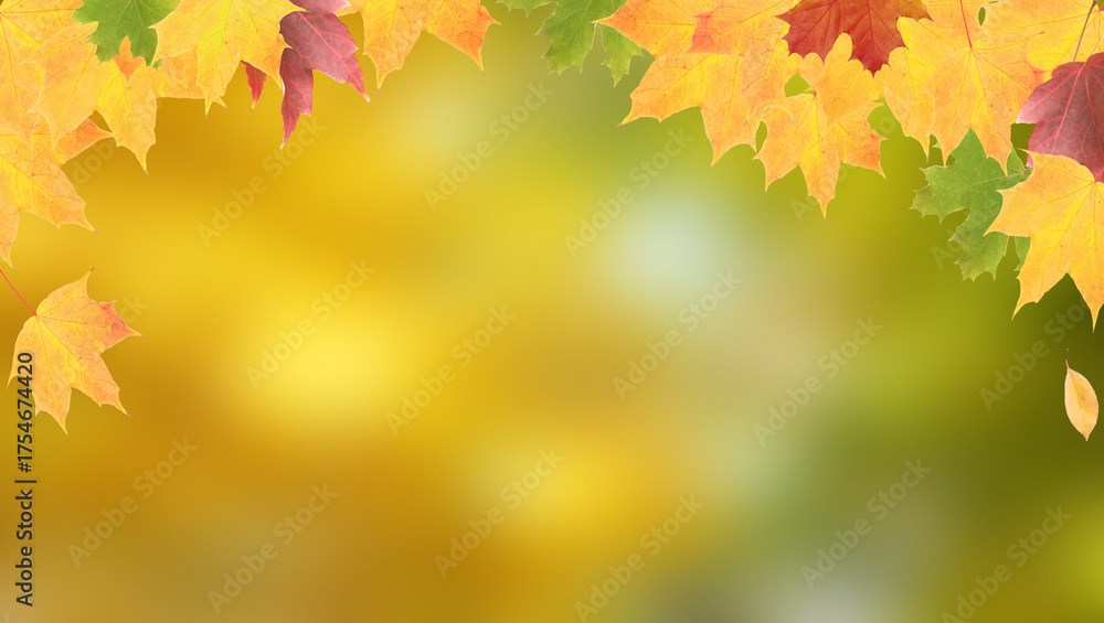 Fototapeta premium Yellow-orange-green maple leaves on a background of autumn nature with copy space. Banner format