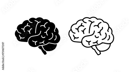 Brain anatomy outline with transparent background