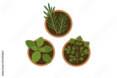 Three potted culinary herbs rosemary basil and parsley viewed from above on white