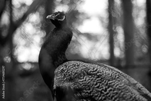 birds in the park