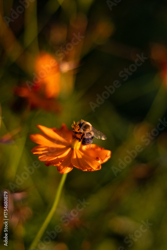 Bee on Flower