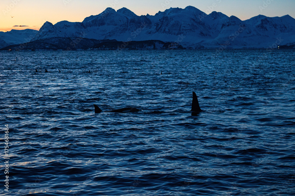 Fototapeta premium Orcas Swimming and Hunting Herring Amid Frozen Waters of Tromsø, Northern Norway