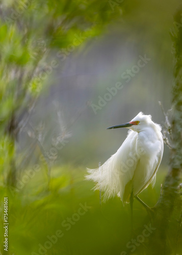 SNOWY Egret Bird in Mating Colors Soft Background Greens and violet hues, Huntington Beach State Park, Murrell's Inlet, South Carolina