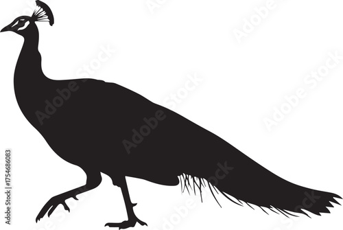 Majestic silhouette of a peacock walking with feathered tail displayed