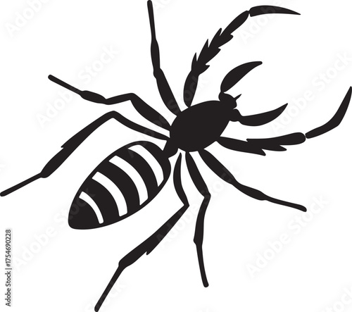 spider isolated on white background