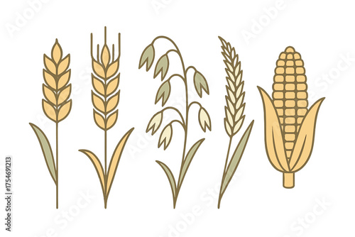 Detailed collection of common cereal grains including wheat, oats, rye, and corn on a white background