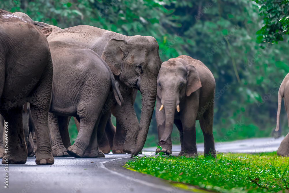 Fototapeta premium Wild elephants have large bodies, a large, fat body, and a long trunk. Elephants are herbivores.