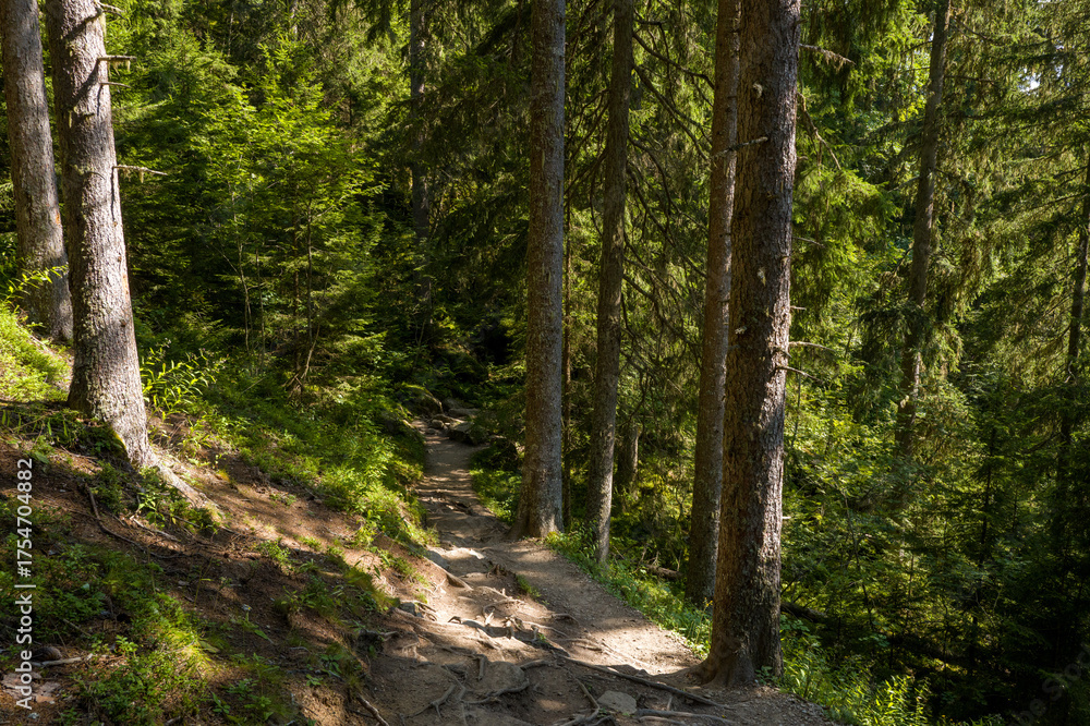 Fototapeta premium This landscape photo was taken in Europe, France, Auvergne Rhone Alpes, Haute Savoie, in summer. We can see the path in the forest, under the Sun.