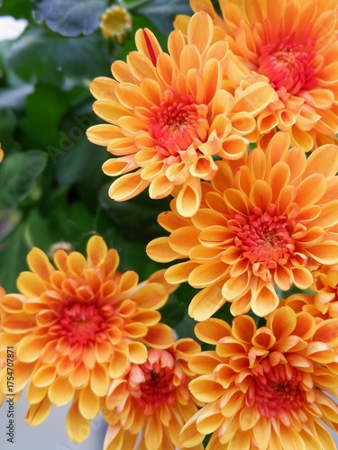 Colorful orange flowers are in full bloom in a garden