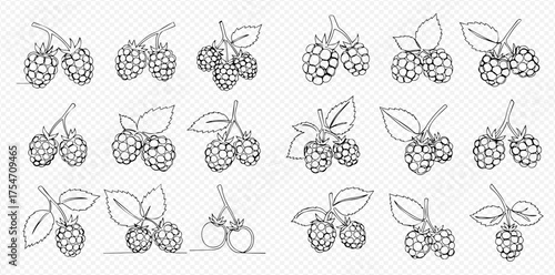 Black and white line art illustrations of raspberries and blackberries on branches with leaves, presented as a collection of fruit outlines.
