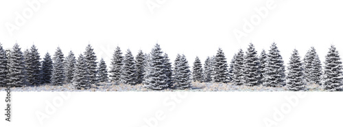 winter pine forest in the snow on transparent background