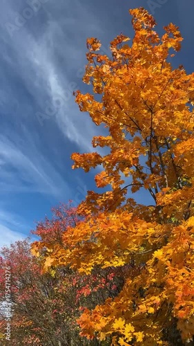 Vibrant Orange Maple Tree Under Deep Blue Autumn Sky Video