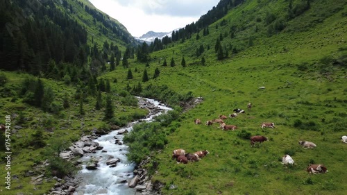 Stunning Drone View of Austrian Alps Valley with Grazing Cows and Flowing River.
