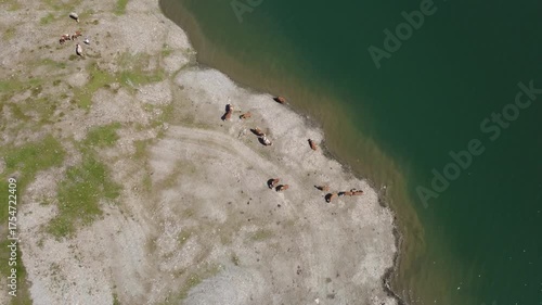 Drone View of Cows Grazing by a Mountain Lake in the Austrian Alps during Summer