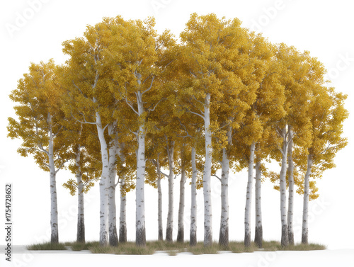 Golden Aspen Grove: A vibrant group of aspen trees showcases their stunning yellow foliage, creating a picturesque and awe-inspiring autumnal scene.