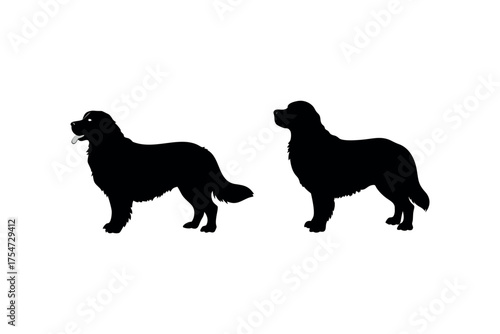 Two golden retrievers standing side by side in black silhouette