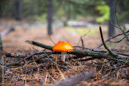 red mushroom in the forest