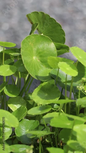 Gotu kola tree or Asiatic pennywort or Indian pennywort
