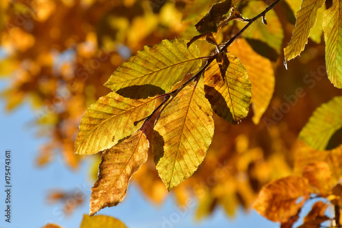 autumnal colored beech tree in backlit on a blue sky