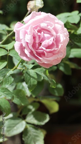 Pink rose flower