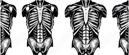 Striking anatomical skeleton illustration perfect for medical design and educational resources