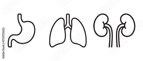 Human internal organs icons. in outline isolated on white background for design use.
