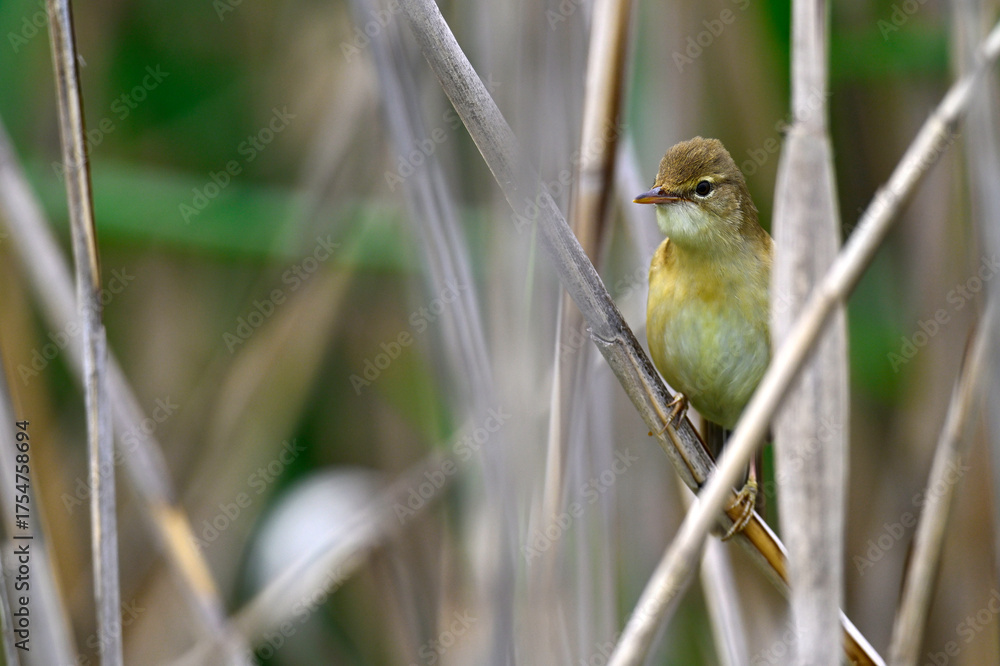 Obraz premium Marsh warbler // Sumpfrohrsänger (Acrocephalus palustris)