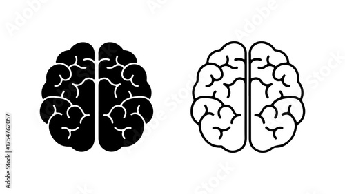 Brain anatomy outline with transparent background