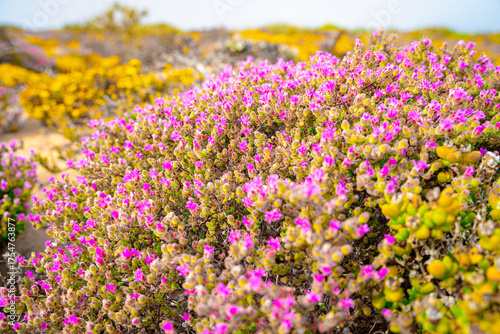 Photography Naturally blooming flowers, green plants, orange flowers, tenacious vitality, ou