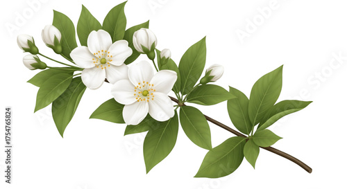 Delicate White Blossoms on a Branch