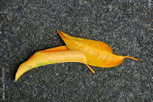 yellow leaf on asphalt