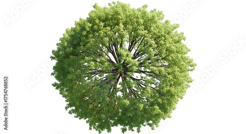 Top-down view of a lush green deciduous tree